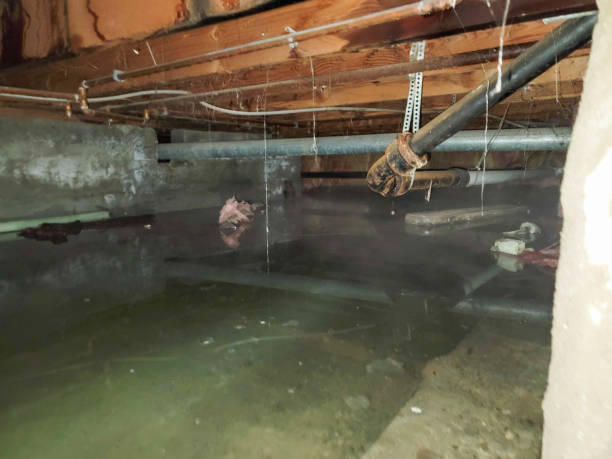 Best Professional water damage repair  in Montgomery Village, MD