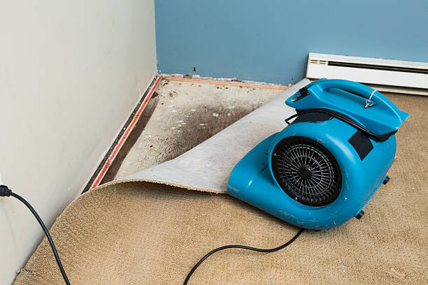 Best Flood damage cleanup  in Montgomery Village, MD